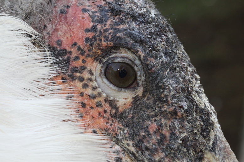 Marabou stork